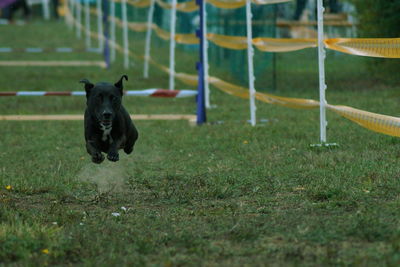 Dog on field