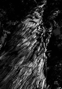 Close-up of tree trunk