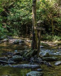 Trees in forest