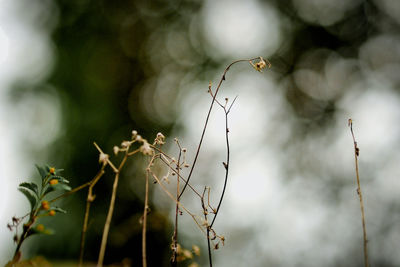 Close-up of dried plant