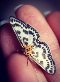 Close-up of hand holding butterfly