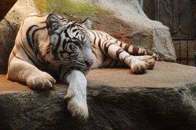 Cat relaxing on rock in zoo