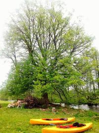 Trees growing on landscape