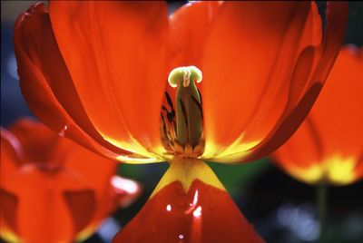 Close-up of red flower