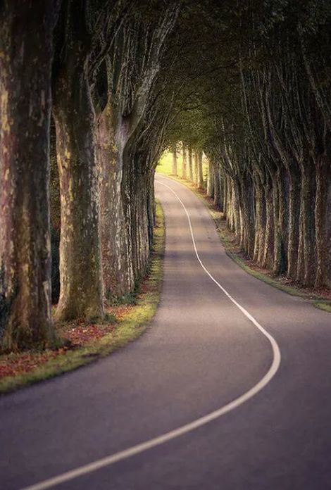 the way forward, diminishing perspective, transportation, vanishing point, road, road marking, long, empty road, empty, tree, street, asphalt, country road, no people, surface level, tunnel, day, outdoors, narrow, treelined