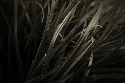 Close-up of crops growing on field