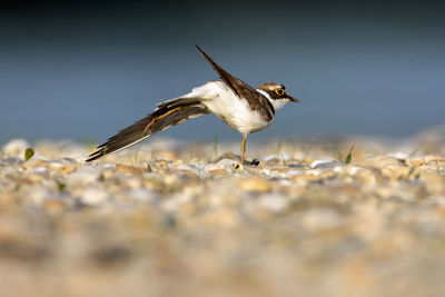 The little ringed plover on gravel bar from the drava river