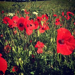 Red poppies blooming in field