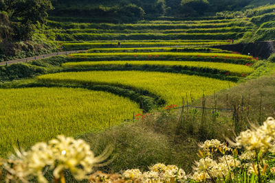 Scenic view of agricultural field