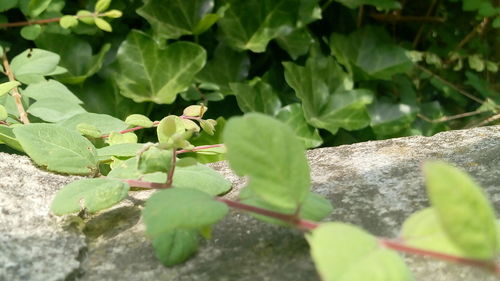 Close-up of green leaves