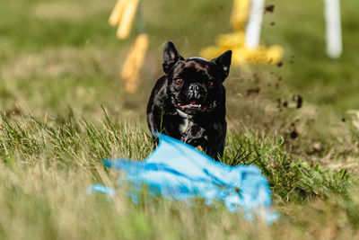 French bulldog running and catching lure on coursing competition