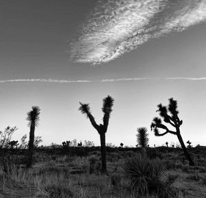 Trees on field against sky