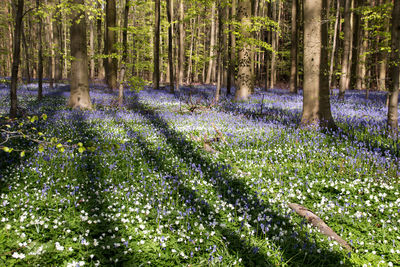 Trees growing in forest