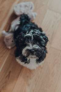 Portrait of a dog on wooden floor