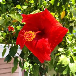 Close-up of red flower