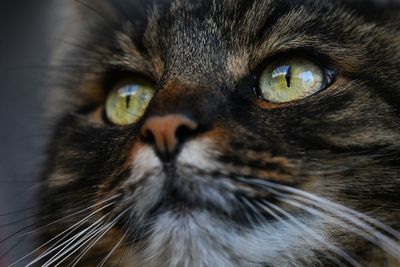 Close-up portrait of a cat