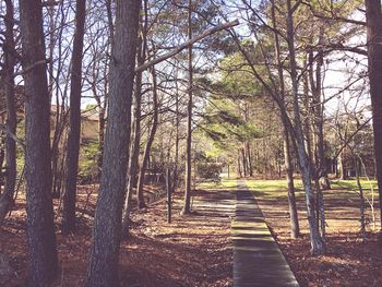 Trees in forest