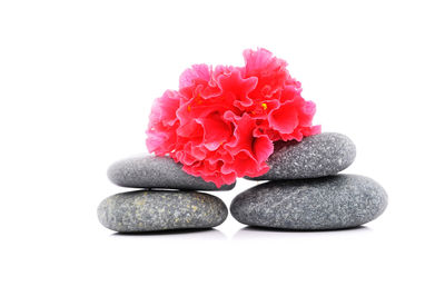 Close-up of flowers against white background