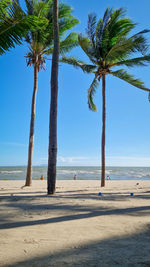 Palm trees on beach against sky