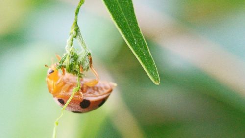 Close-up of insect on plant
