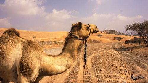 View of a horse on desert