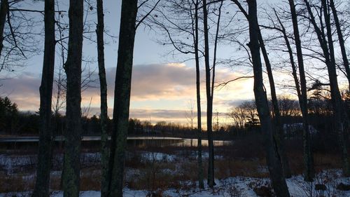 Bare trees against sky