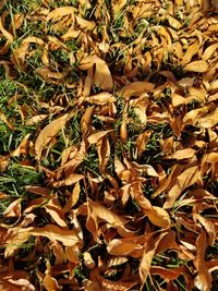 Full frame shot of plants