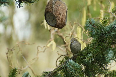 Close-up of bird perching on branch