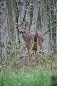 Deer standing on field in forest