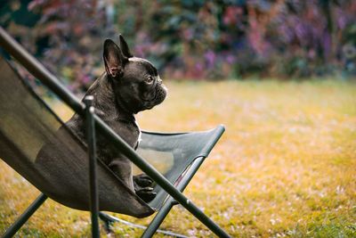 Brindle french bulldog dog sitting on chair and looking away in the garden during summer