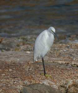 Bird perching on a water