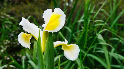 Close-up of white flowering plant on field