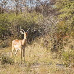 Impala out on the plains in botswana, africa