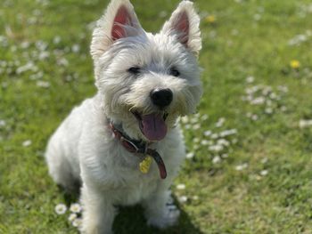 Happy west highland terrier on grass 