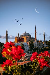 Hagia sophia - ayasofya istanbul turkey view of birds flying by building against sky 