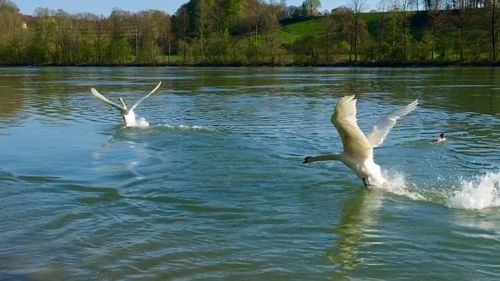 Bird flying over lake