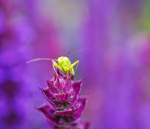 Close-up of insect on pink flower