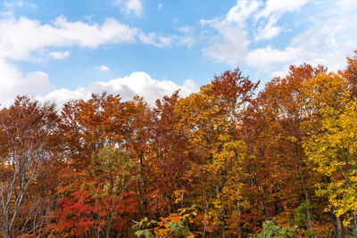 Low angle view of autumnal trees against sky