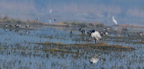 Birds in a lake