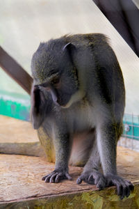 Close-up of donkey in zoo