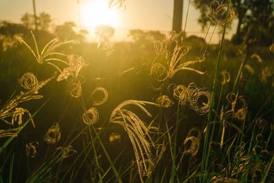 Close-up of plants against sunset sky