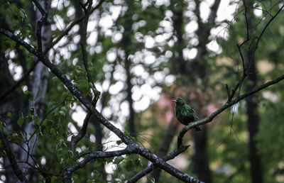 Low angle view of bird perching on tree