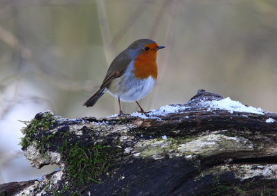 Bird perching on rock