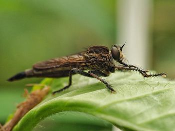 Close-up of housefly on leaf