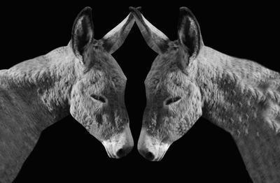 Close-up of horse against black background