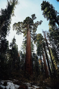 Low angle view of trees against sky