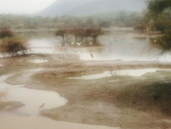 Reflection of trees on lake against sky
