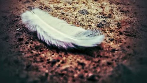 Close-up of feather on sand