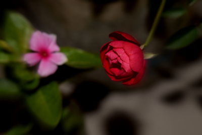 Close-up of red flowers blooming outdoors