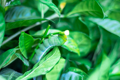 Close-up of insect on leaf